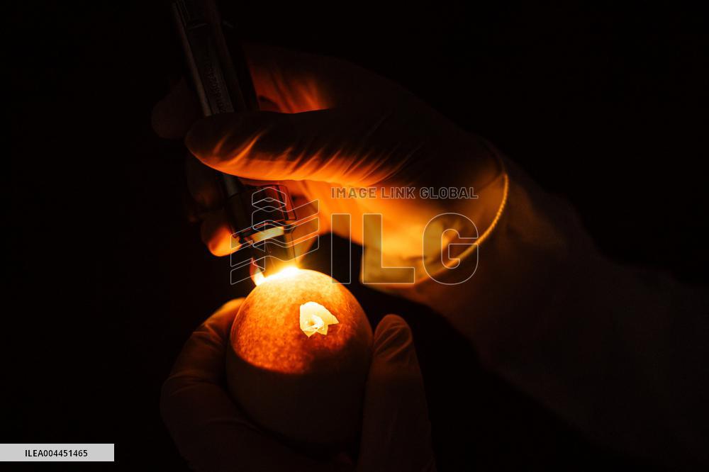 Green Peafowl Nature Reserve - China