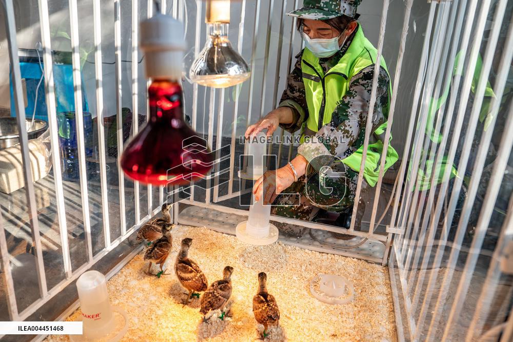 Green Peafowl Nature Reserve - China