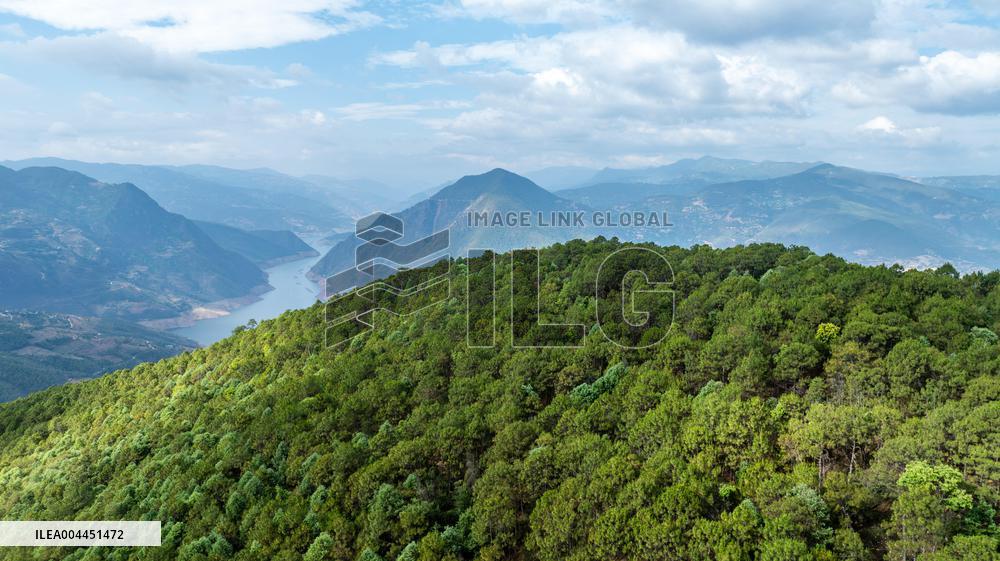Green Peafowl Nature Reserve - China