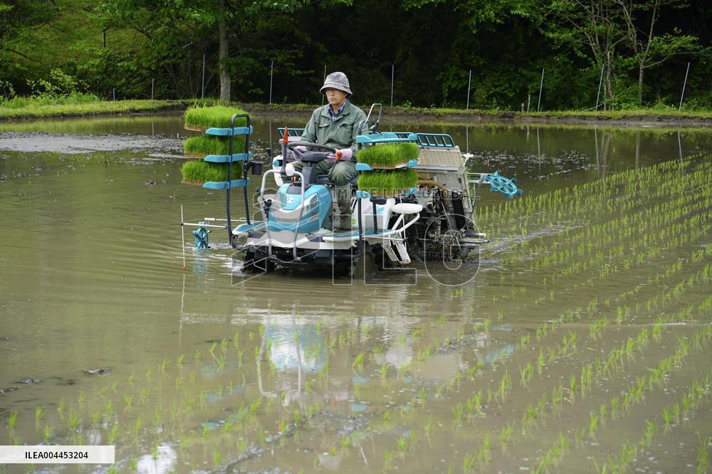 Rice planting in Fukushima