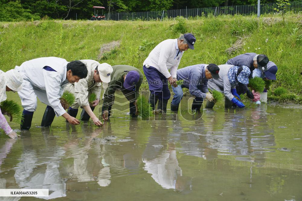 Rice planting in Fukushima