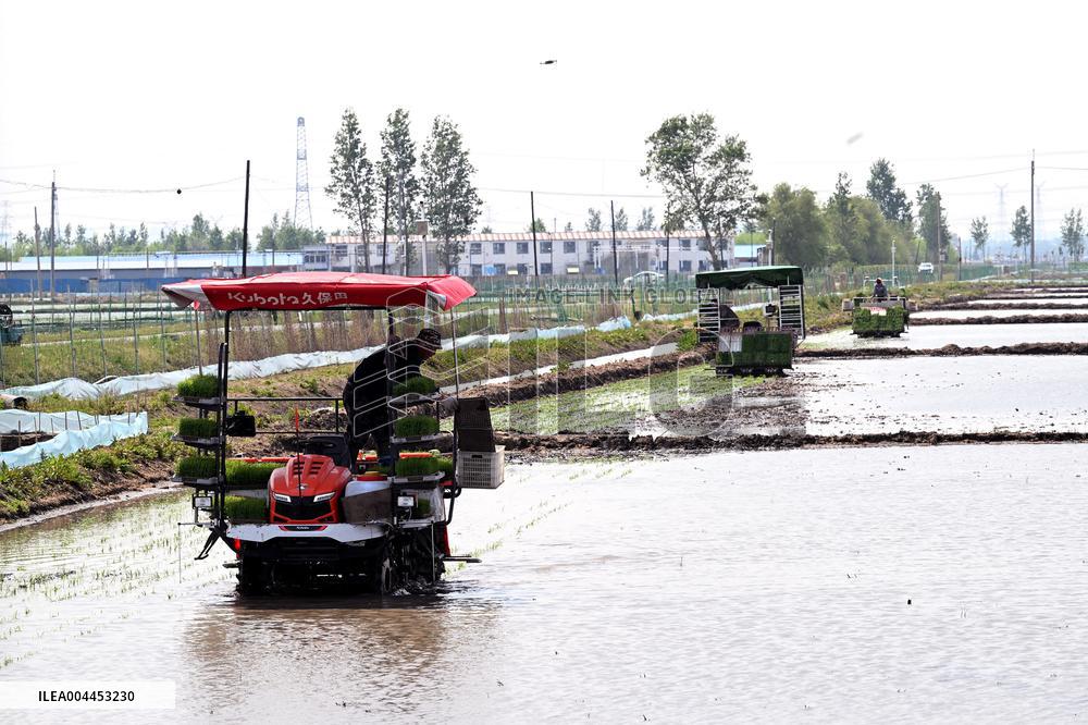 Smart Agriculture in Shenyang