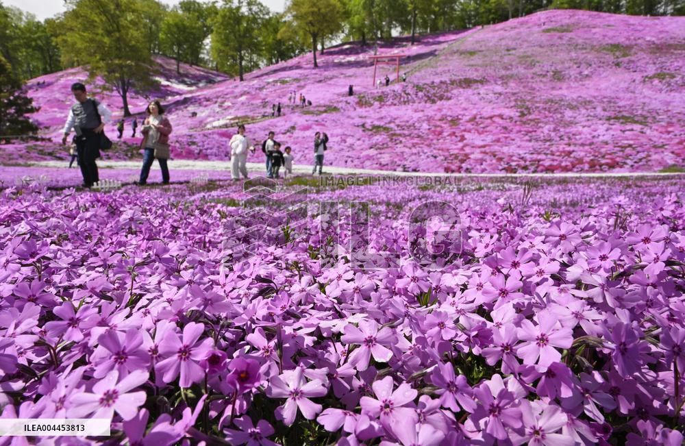 Moss phlox at Hokkaido park