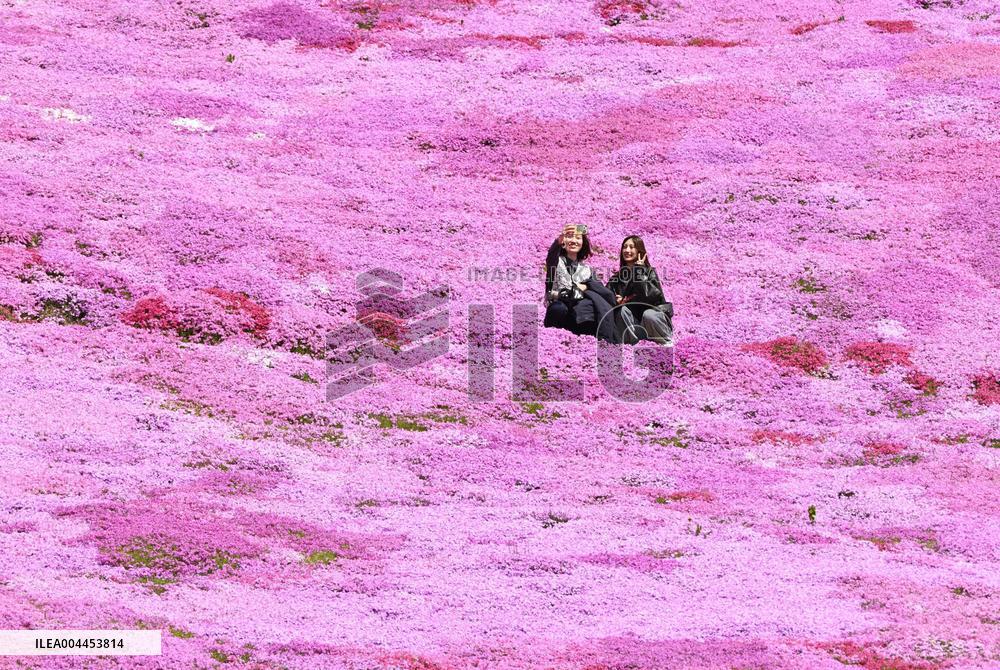 Moss phlox at Hokkaido park