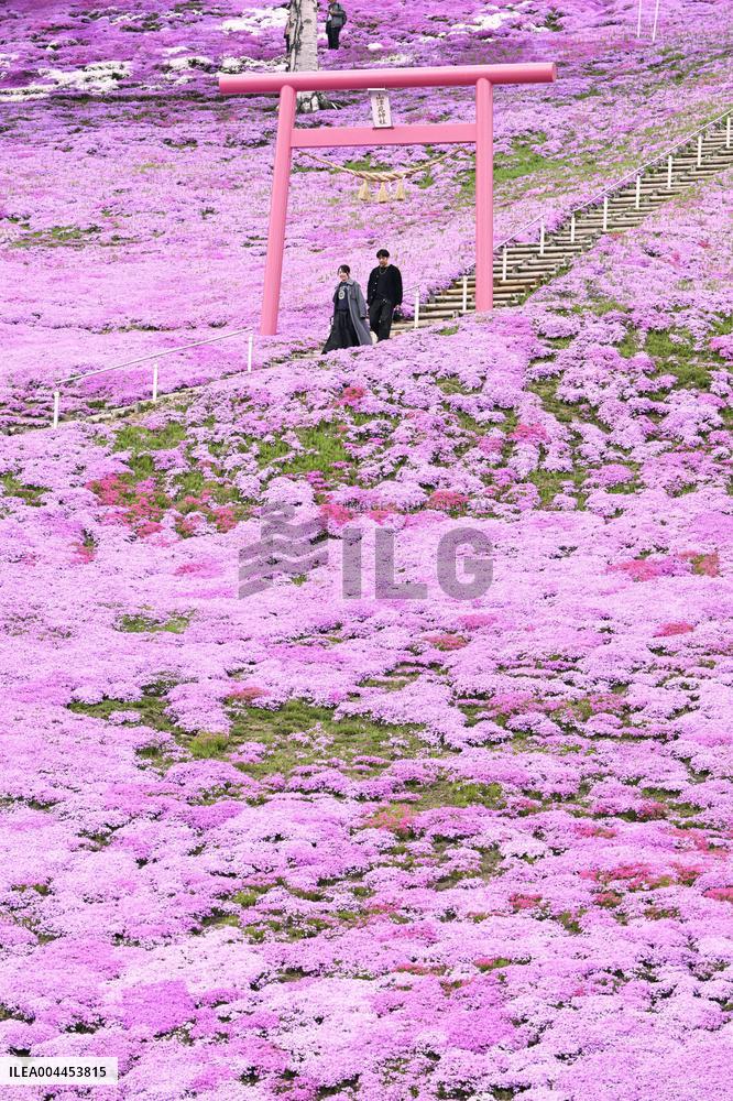 Moss phlox at Hokkaido park