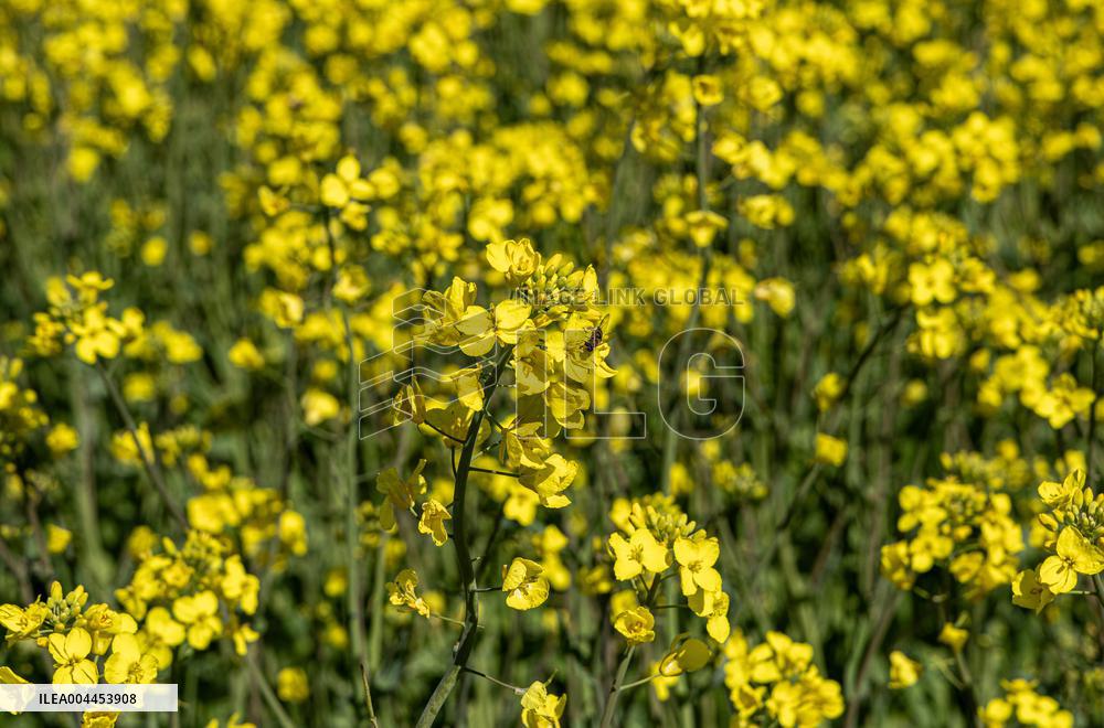 Agricultural landscape