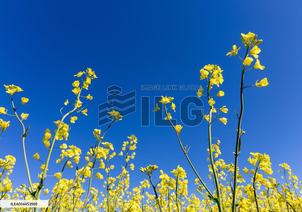 Agricultural landscape