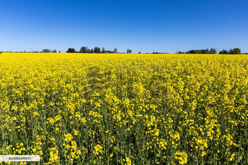 Agricultural landscape