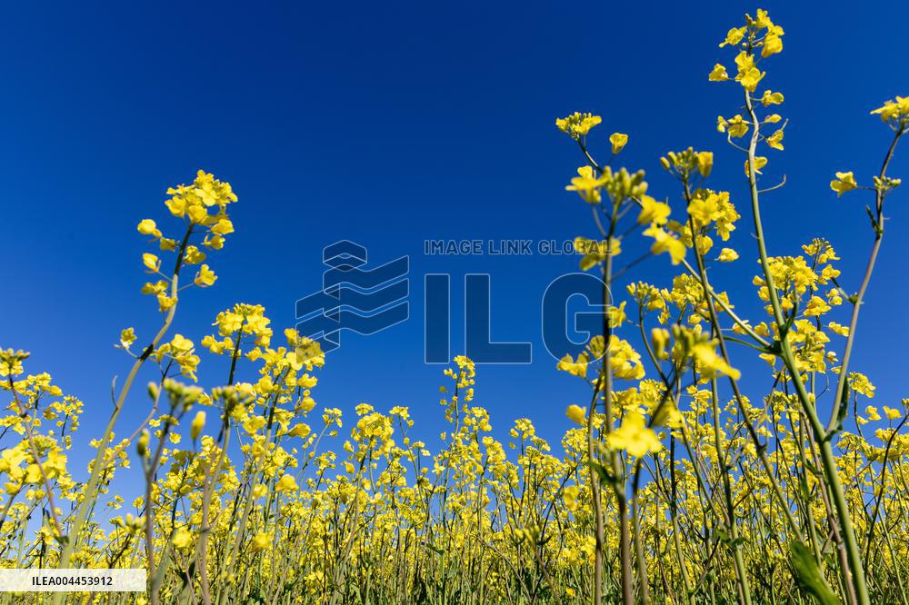 Agricultural landscape