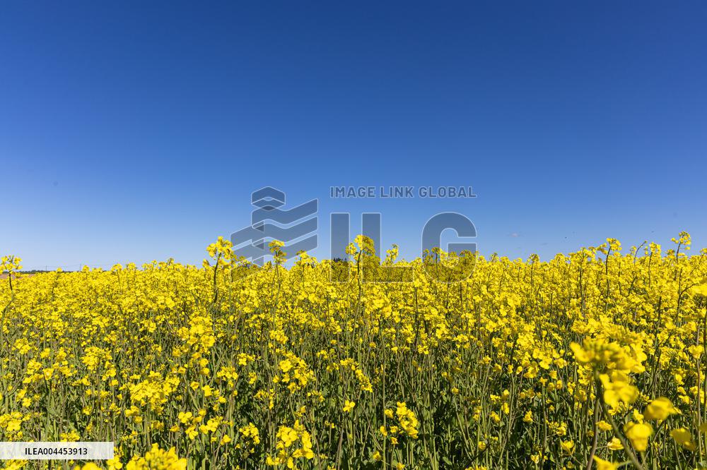 Agricultural landscape