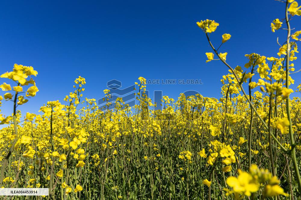 Agricultural landscape