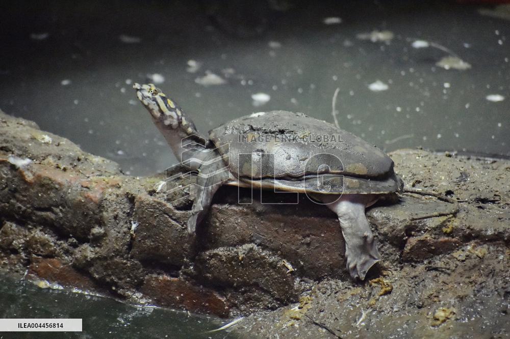 World Turtle Day - India