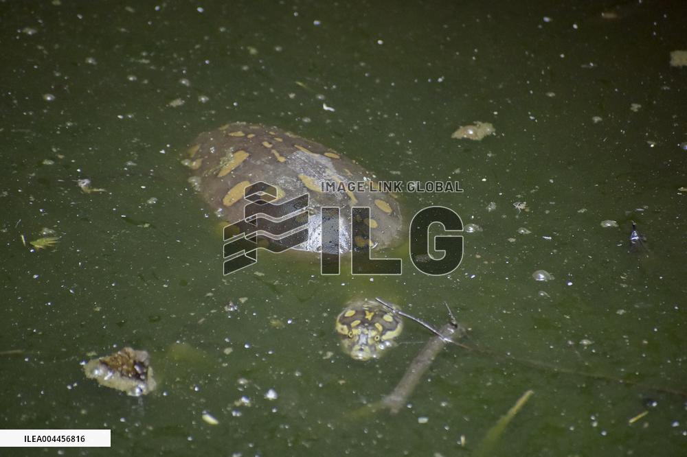 World Turtle Day - India