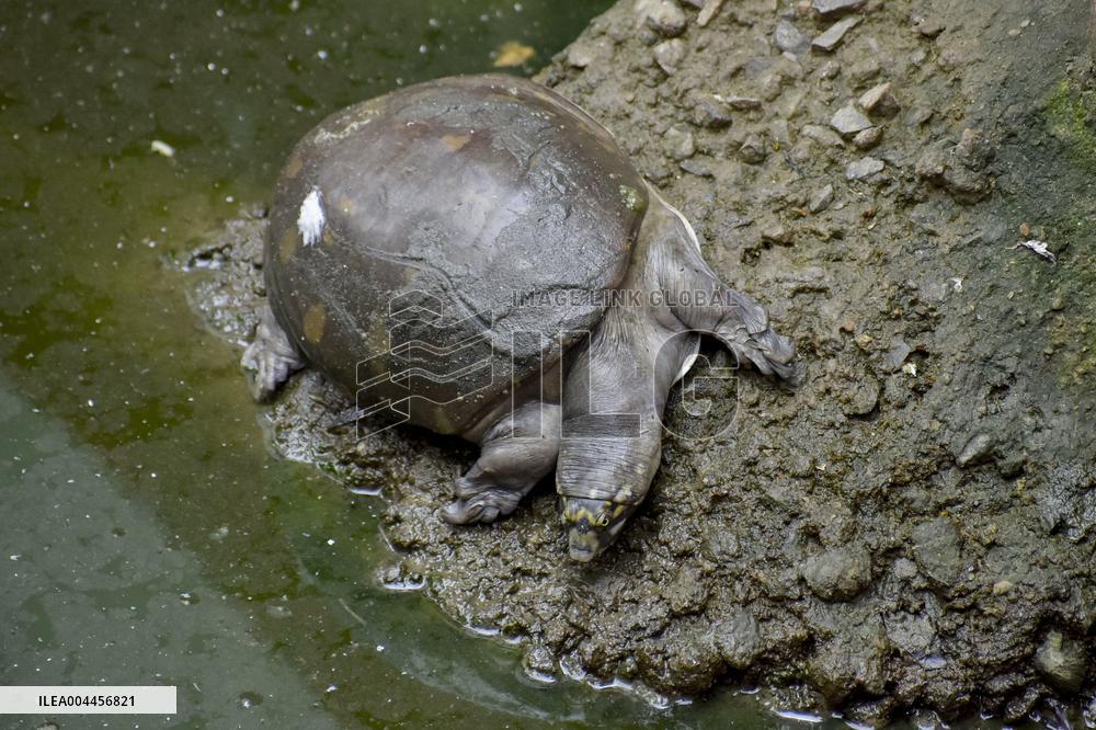 World Turtle Day - India