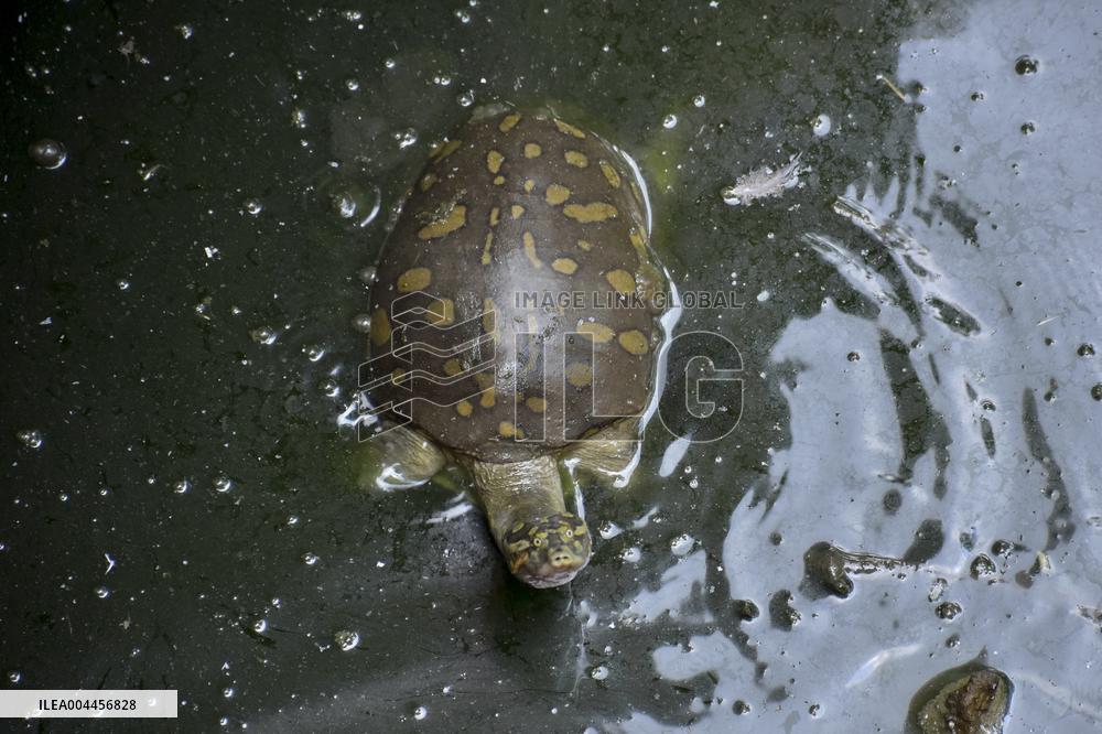World Turtle Day - India