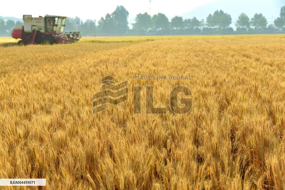 Wheat Harvest in Zaozhuang