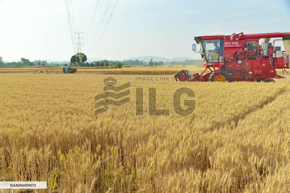 Wheat Harvest in Zaozhuang