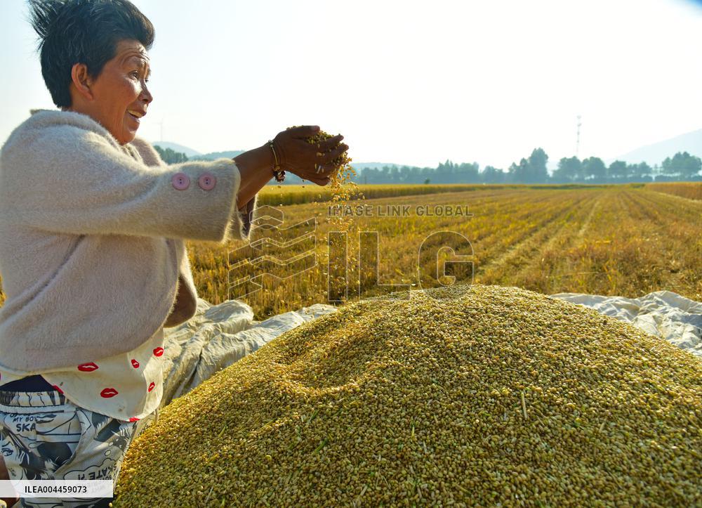Wheat Harvest in Zaozhuang