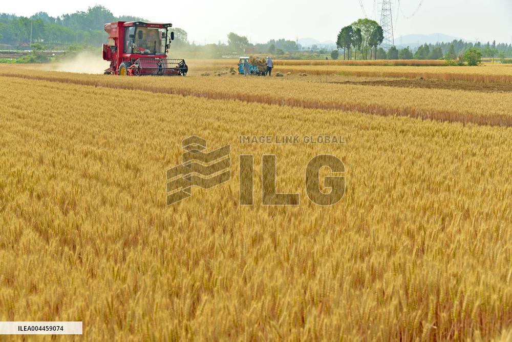 Wheat Harvest in Zaozhuang