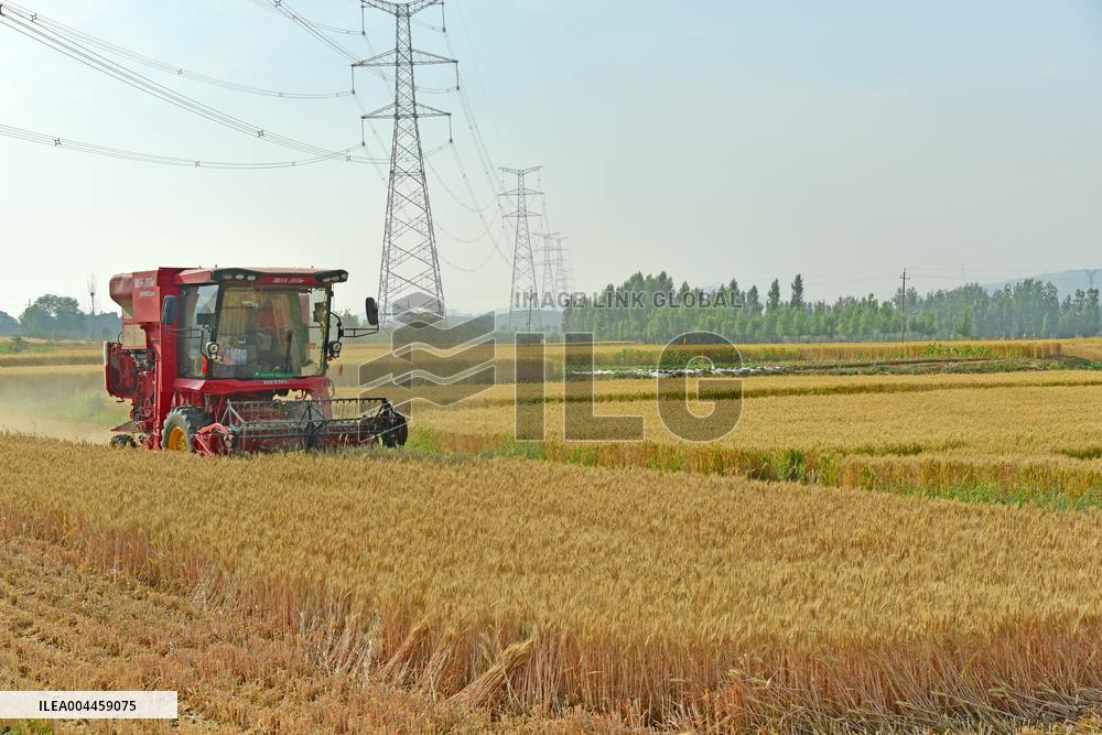 Wheat Harvest in Zaozhuang