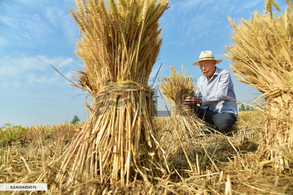 Wheat Harvest in Zaozhuang