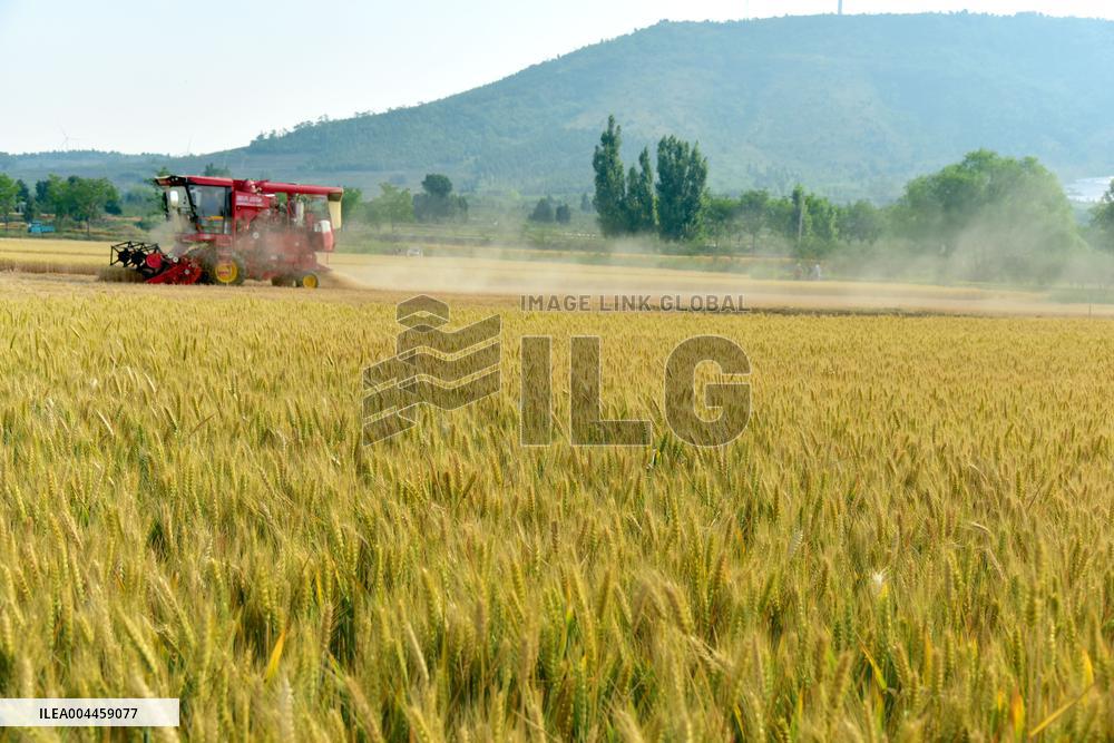 Wheat Harvest in Zaozhuang