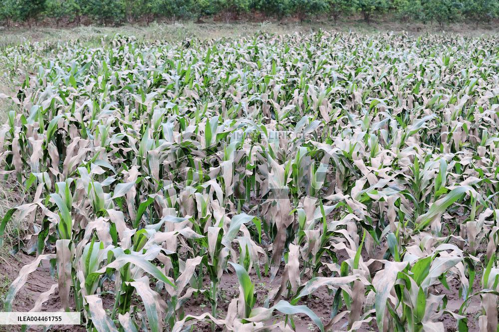 Rainstorm Hit Liuzhou