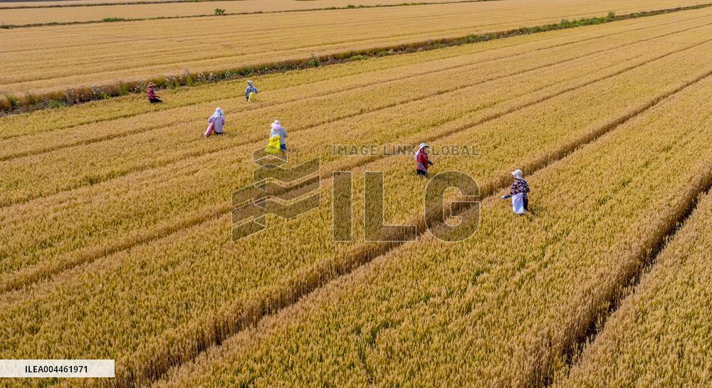 Purifying Wheat in Suqian