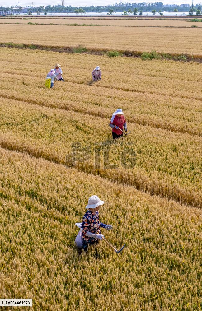Purifying Wheat in Suqian