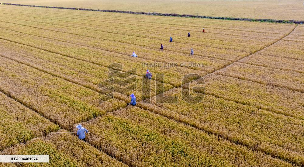 Purifying Wheat in Suqian