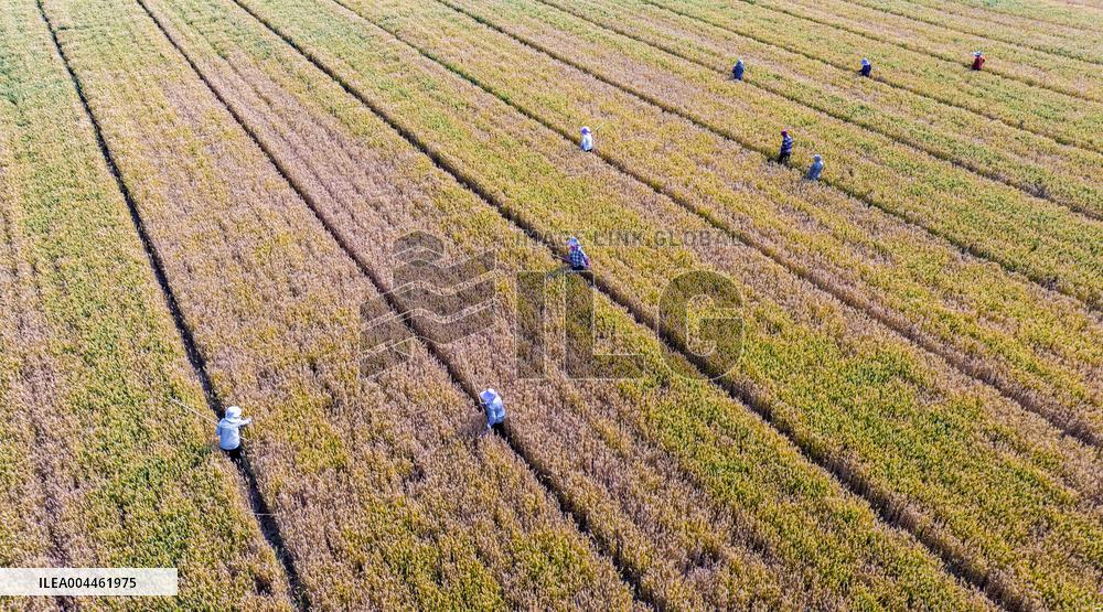 Purifying Wheat in Suqian