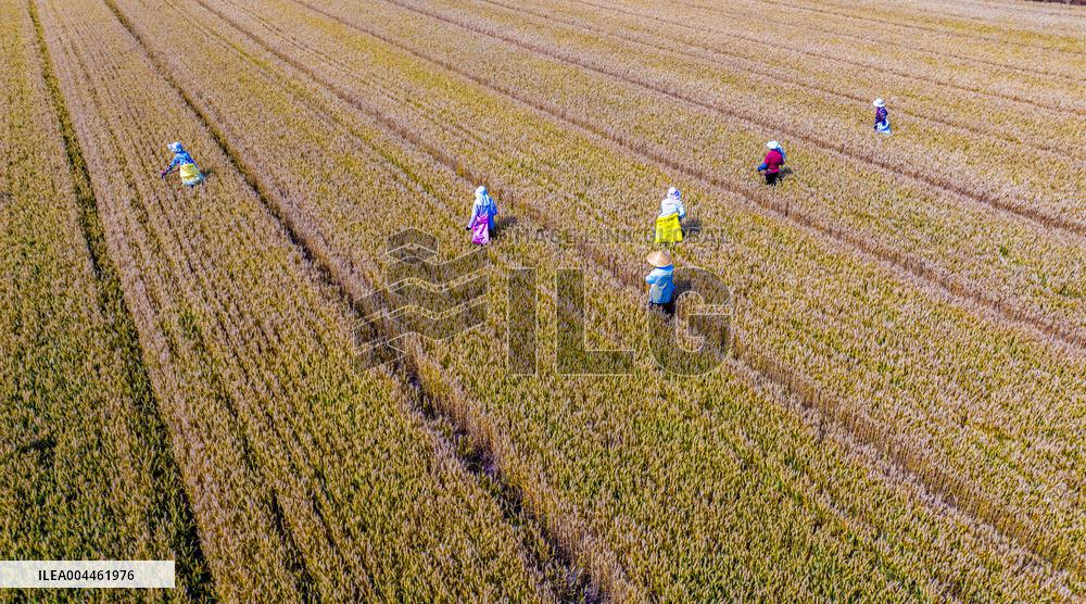 Purifying Wheat in Suqian