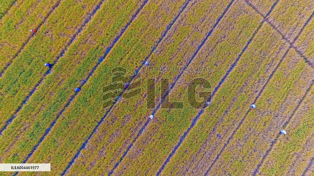 Purifying Wheat in Suqian