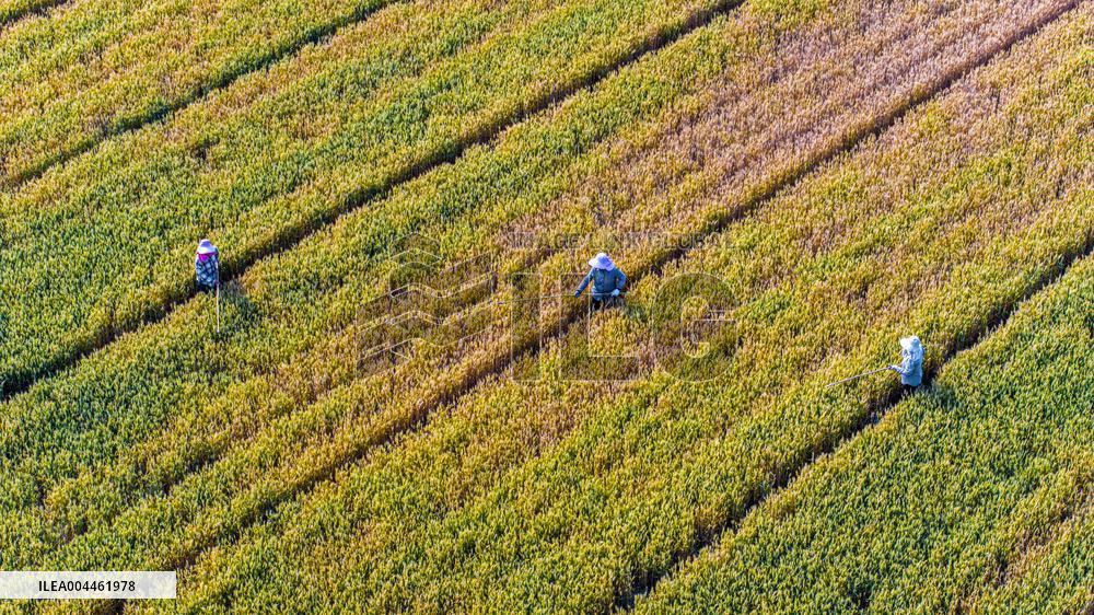 Purifying Wheat in Suqian