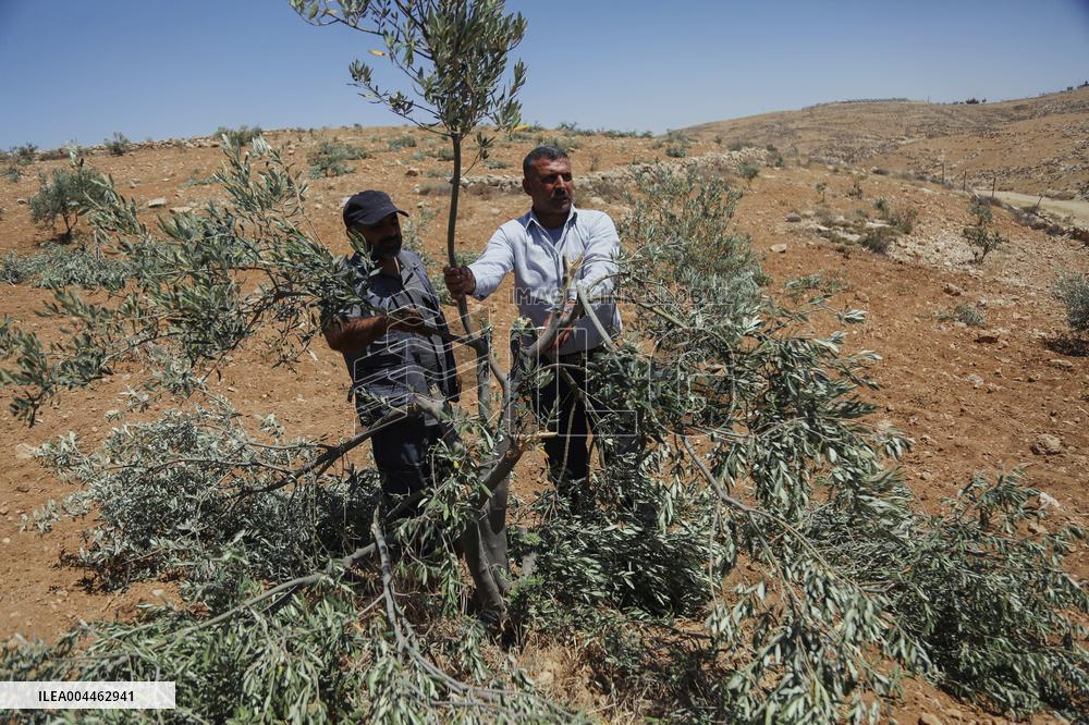 Destroying Olive Trees in Palestinian Territories