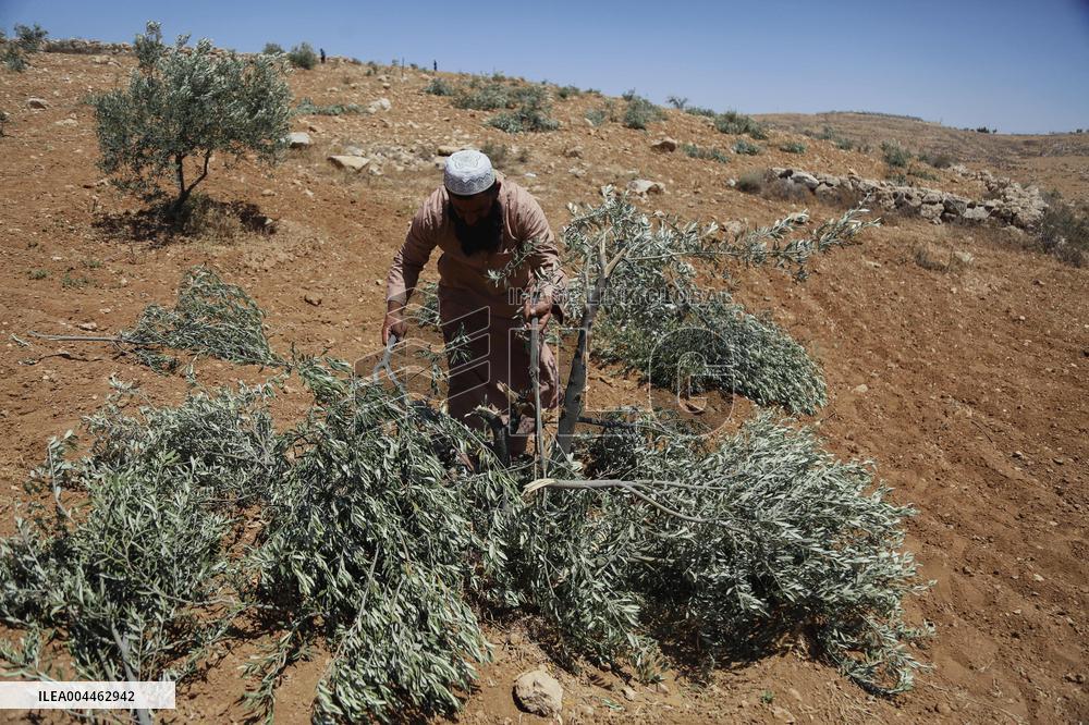 Destroying Olive Trees in Palestinian Territories