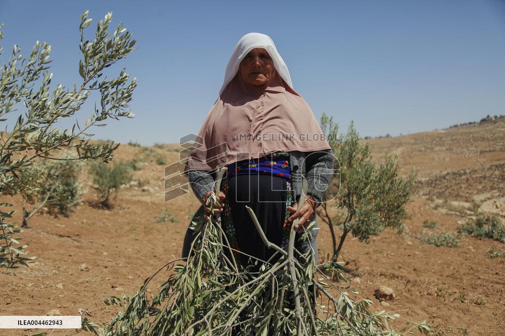 Destroying Olive Trees in Palestinian Territories