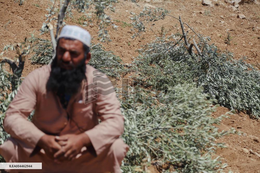 Destroying Olive Trees in Palestinian Territories