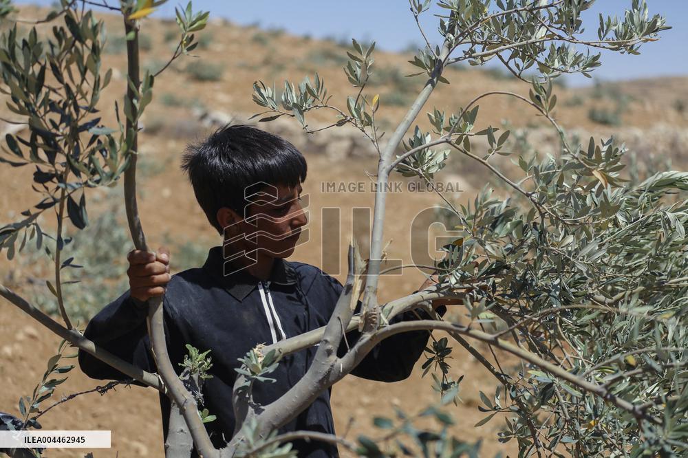 Destroying Olive Trees in Palestinian Territories