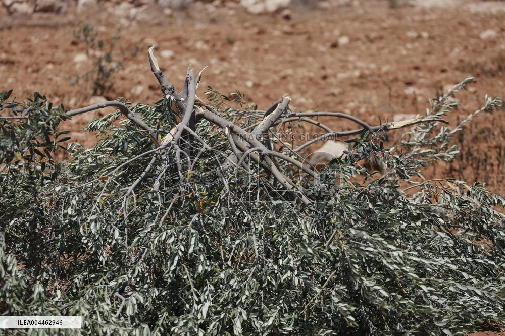 Destroying Olive Trees in Palestinian Territories
