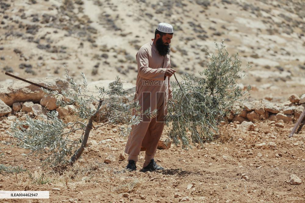 Destroying Olive Trees in Palestinian Territories