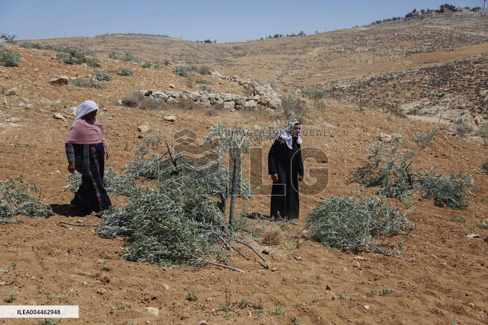 Destroying Olive Trees in Palestinian Territories