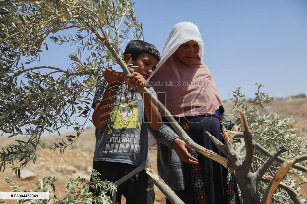 Destroying Olive Trees in Palestinian Territories