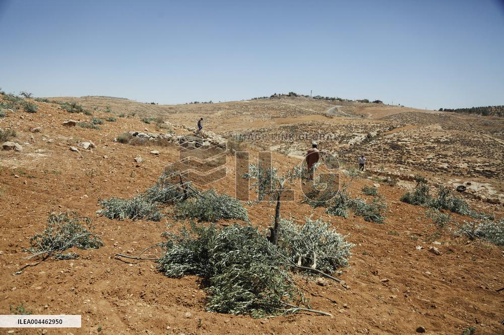 Destroying Olive Trees in Palestinian Territories