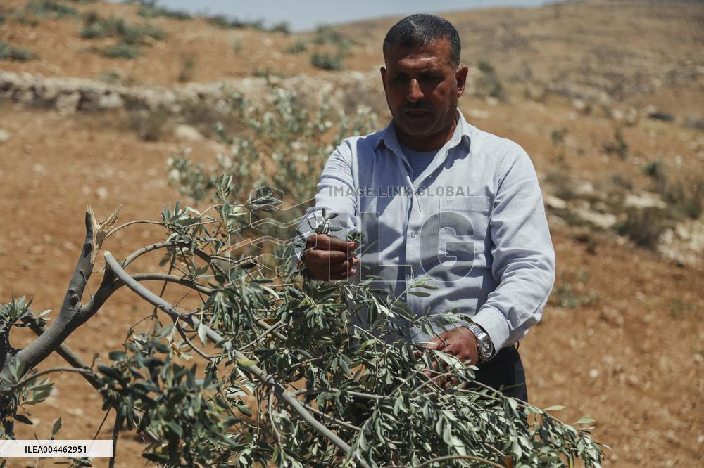 Destroying Olive Trees in Palestinian Territories