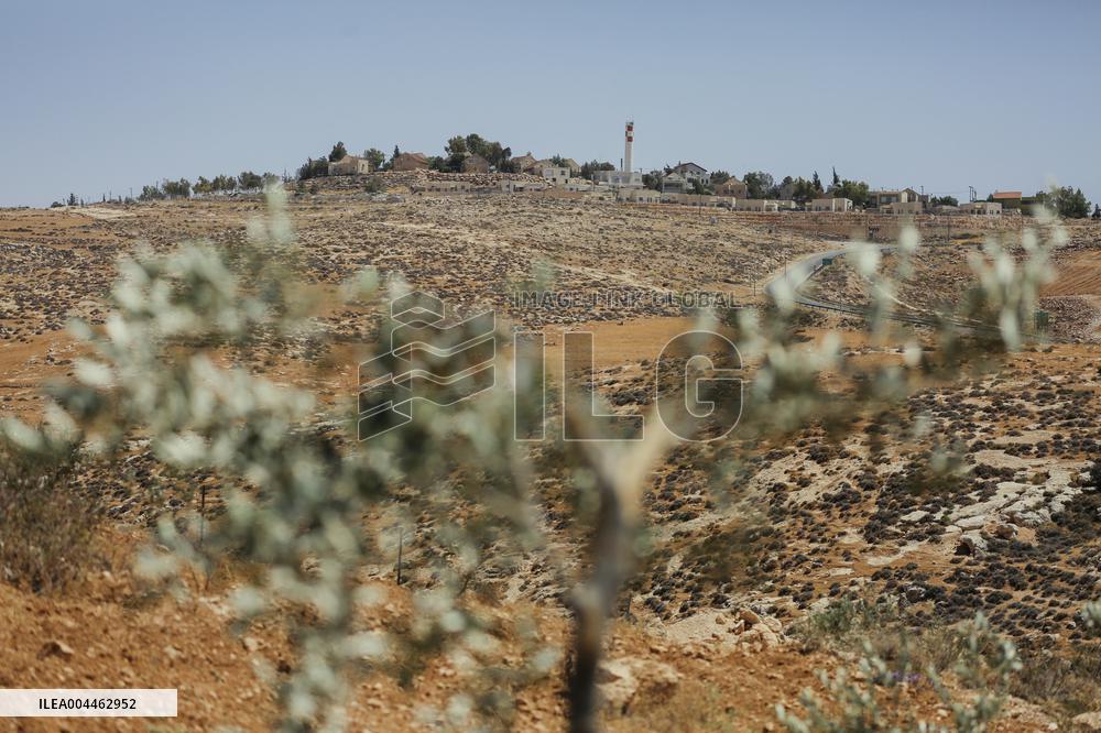 Destroying Olive Trees in Palestinian Territories