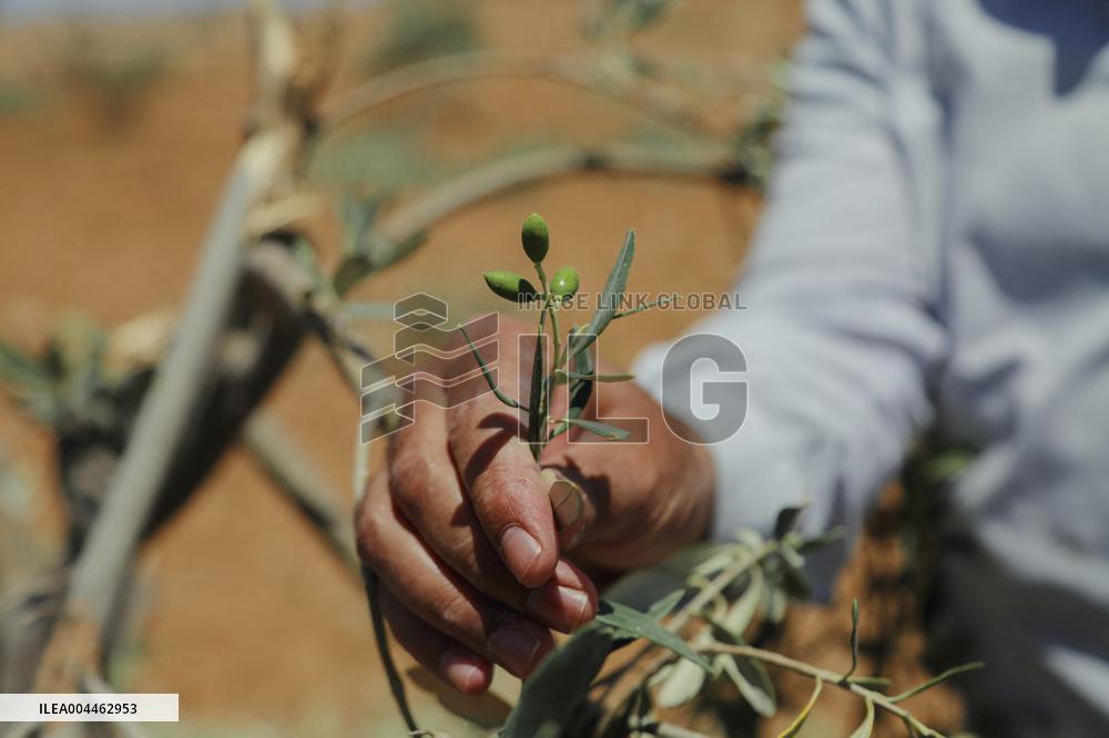 Destroying Olive Trees in Palestinian Territories