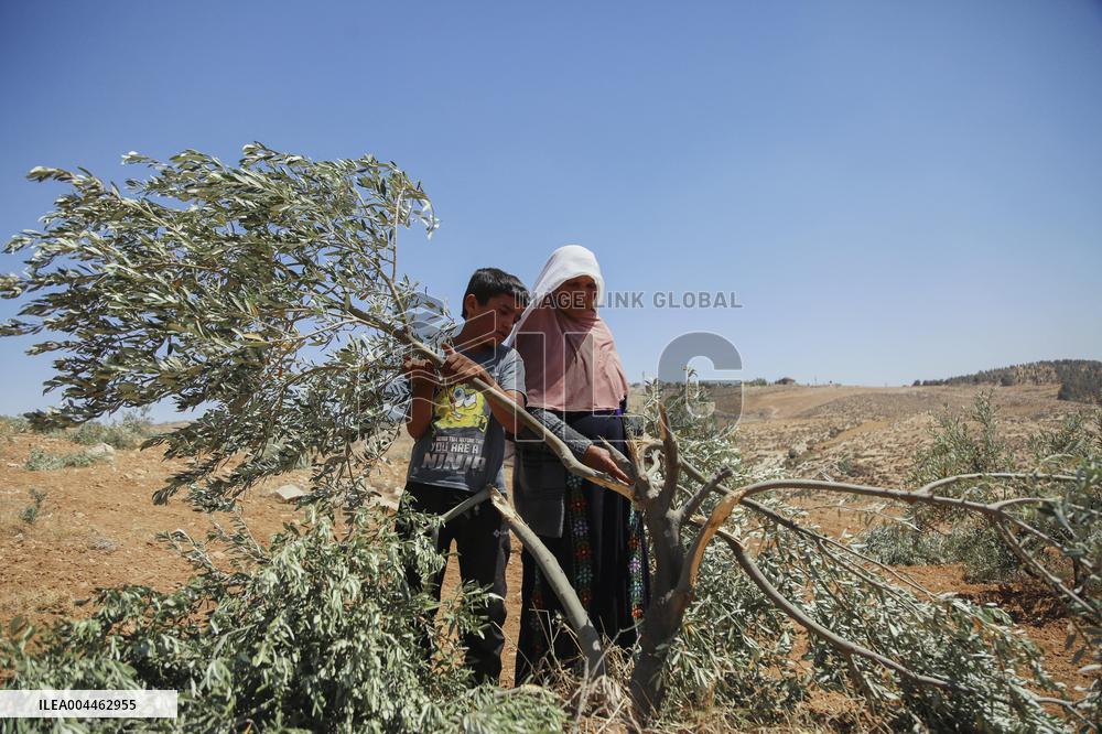 Destroying Olive Trees in Palestinian Territories