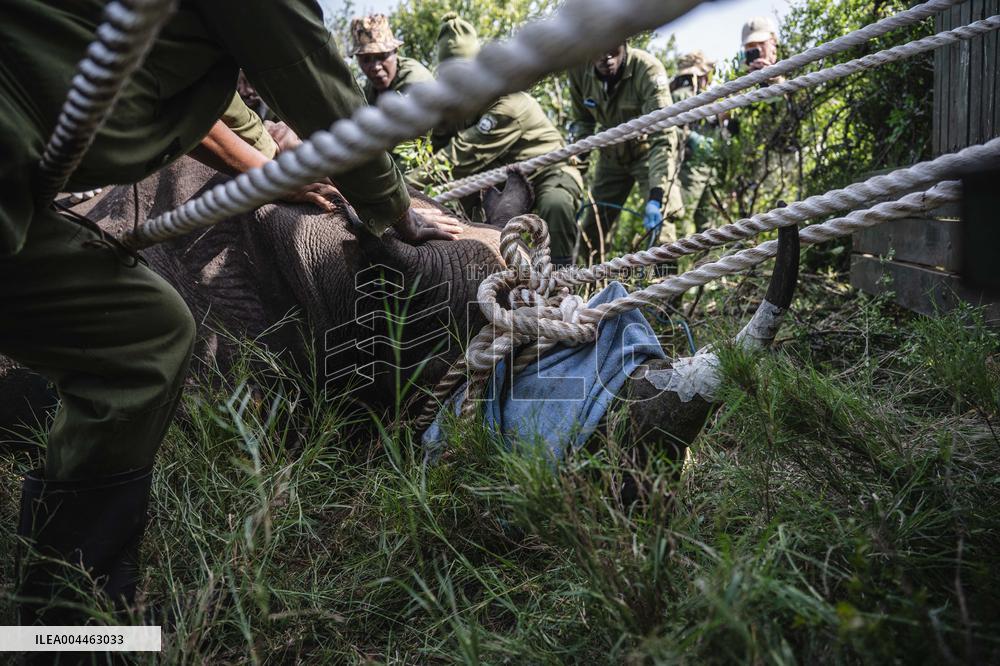 Black Rhino Translocation in Laikipia - Kenya