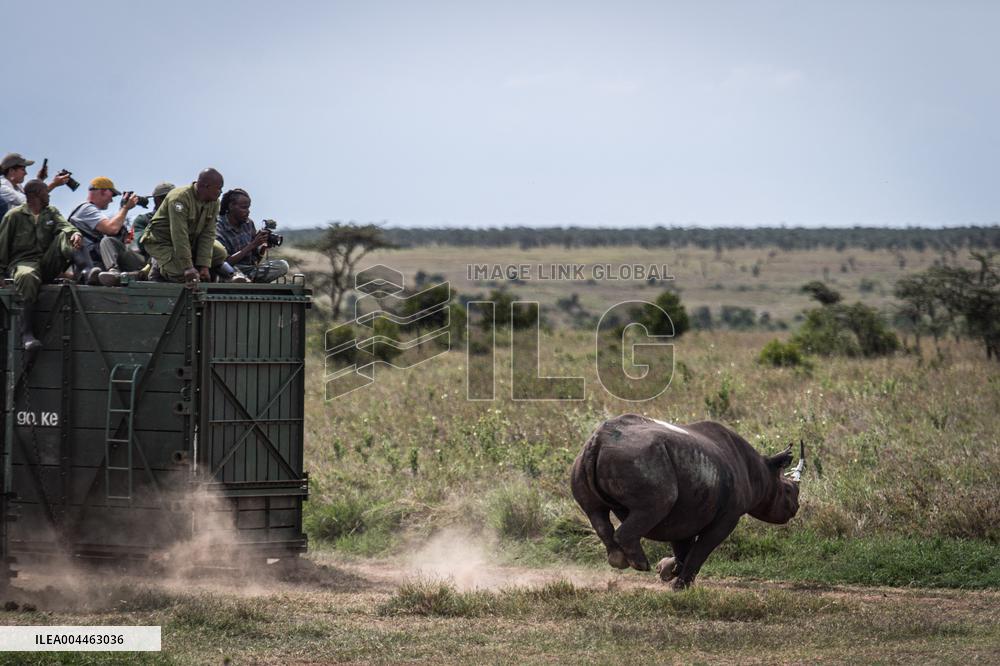 Black Rhino Translocation in Laikipia - Kenya
